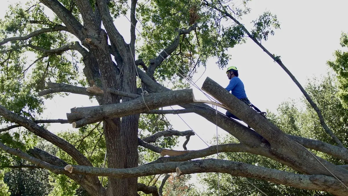 Professional Crown Thinning performed by certified arborists in Gouldbusk